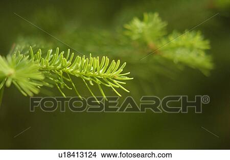 Close-up of fleshy spines of a plant View Large Photo Image Picture - Close-up of fleshy spines of a plant. Fotosearch