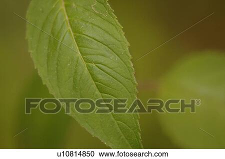 Stock Image - Close up of leaves. Fotosearch