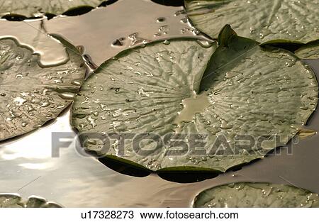 Close-up of lily pads View Large Photo Image Stock Image - Close-up of lily pads. Fotosearch