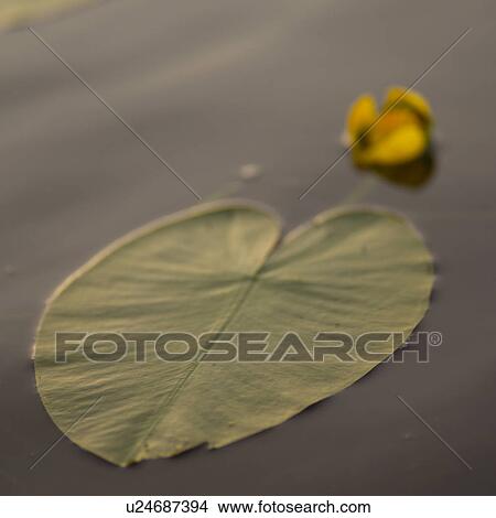 Close-up of lotus leaves and a lotus flower floating on the surface View Large Photo Image Picture - Close-up of lotus leaves and a lotus flower floating on the surface. Fotosearch