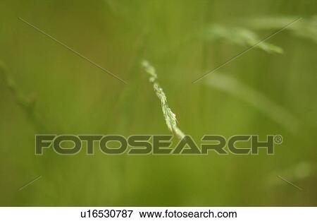 Dense weed growth View Large Photo Image Stock Photo - Dense weed growth. Fotosearch