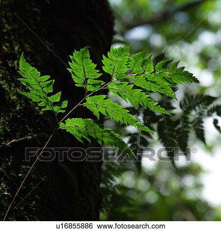 Fern Leaf View Large Photo Image Stock Photograph - Fern Leaf. Fotosearch