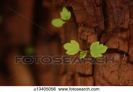 Stock Photograph - Green leaves sprouting from the bark of a tree. Fotosearch