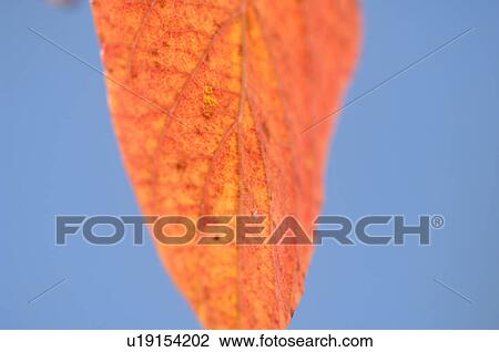 Stock Image - Leaf. Fotosearch