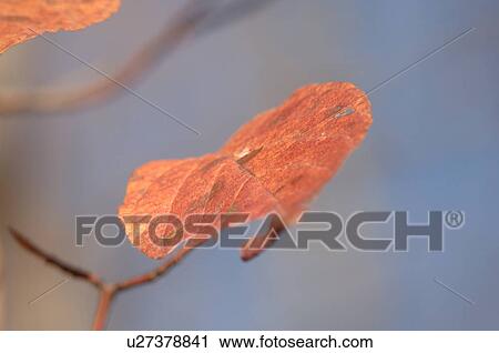 Stock Image - Leaf. Fotosearch