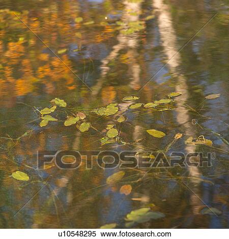 Stock Photography - Leaves floating on the water with reflection of autumn trees. Fotosearch