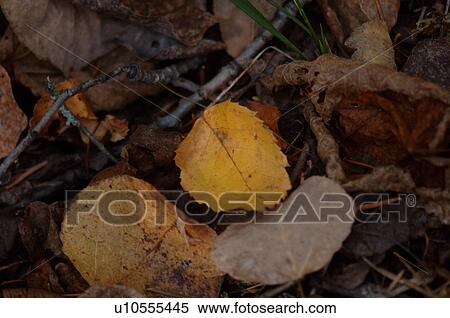 Stock Photography - Leaves in Autumn. Fotosearch