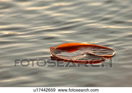Stock Photo - Lily leaf floating on the water. Fotosearch
