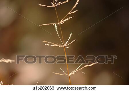 Stock Image - Plant. Fotosearch