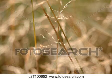 Plant View Large Photo Image Stock Image - Plant. Fotosearch
