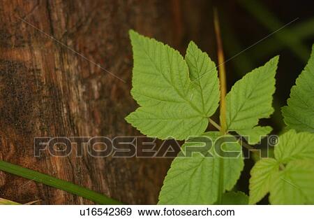 Plant with green leaves and a tree bark in the background View Large Photo Image Stock Photo - Plant with green leaves and a tree bark in the background. Fotosearch