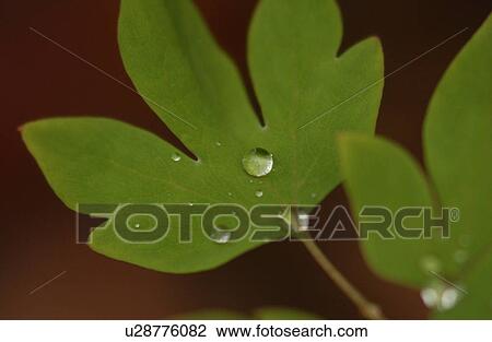 vegetation in nature View Large Photo Image Stock Image - vegetation in nature. Fotosearch