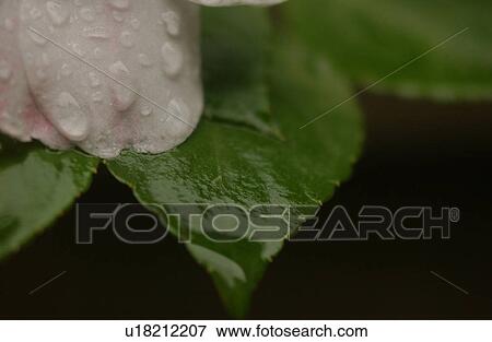 vegetation in nature View Large Photo Image Stock Photo - vegetation in nature. Fotosearch