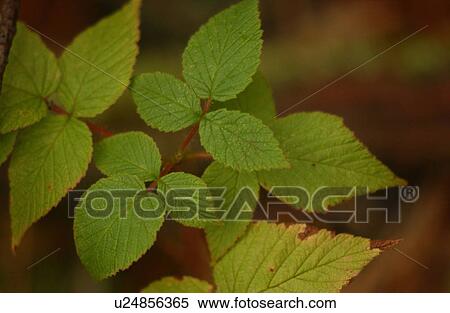 Stock Photography - vegetation in nature. Fotosearch