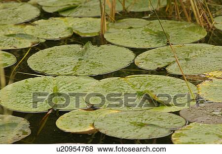 Stock Photo - Water lily pads. Fotosearch