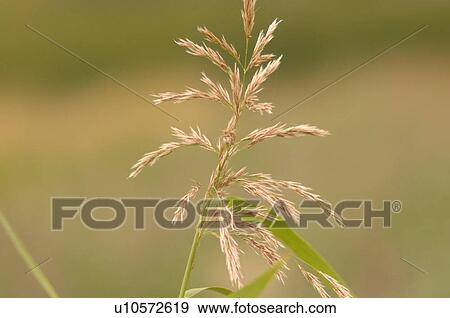 Stock Photo - Wheat. Fotosearch