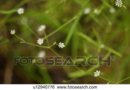 Stock Photograph - White flower growing in the wild. Fotosearch