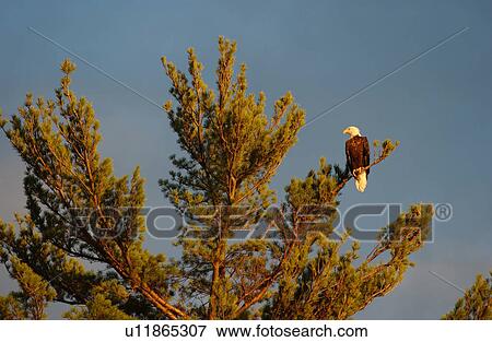 Stock Photo - An eagle perched on a tree top. Fotosearch