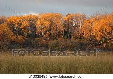 Stock Photography - Autumn Colors at Lake of the Woods. Fotosearch