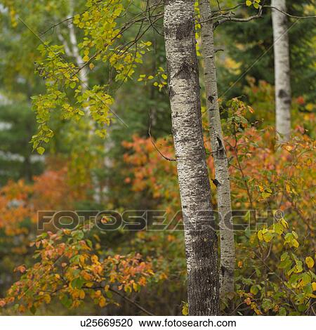 Autumn Colors in Forest View Large Photo Image Stock Image - Autumn Colors in Forest. Fotosearch