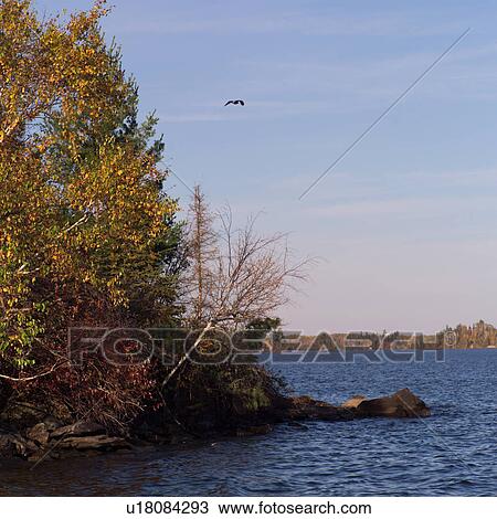 Bird in flight View Large Photo Image Stock Image - Bird in flight. Fotosearch