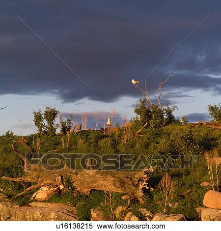 Birds perched on rocks and trees View Large Photo Image Stock Photography - Birds perched on rocks and trees. Fotosearch