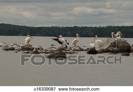 Birds perched on rocks in Lake of the woods, Ontario, Canada View Large Photo Image Stock Photo - Birds perched on rocks in Lake of the woods, Ontario, Canada. Fotosearch