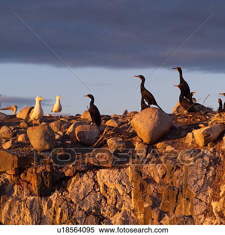Stock Photography - Birds perched on rocks. Fotosearch