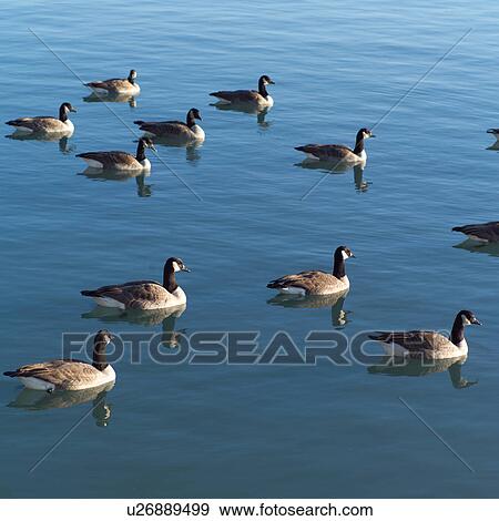 Canadian Geese swimming in a lake View Large Photo Image Stock Photo - Canadian Geese swimming in a lake. Fotosearch