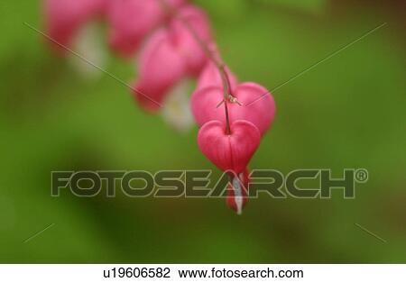 Stock Image - Close-up of a flowering plant. Fotosearch