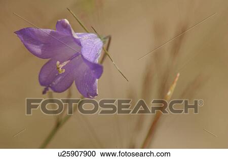 Close-up of a flowering plant View Large Photo Image Stock Image - Close-up of a flowering plant. Fotosearch