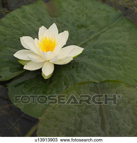 Stock Image - Close-up of a lotus flower. Fotosearch