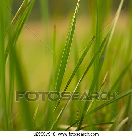 Stock Photo - Close-up of blades of grass. Fotosearch