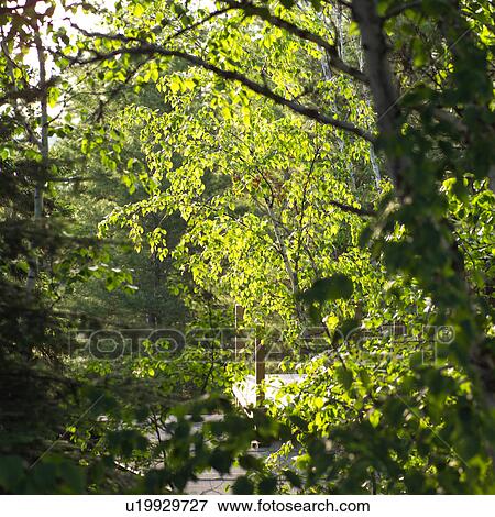 Close-up of foliage in the wilderness View Large Photo Image Stock Photo - Close-up of foliage in the wilderness. Fotosearch