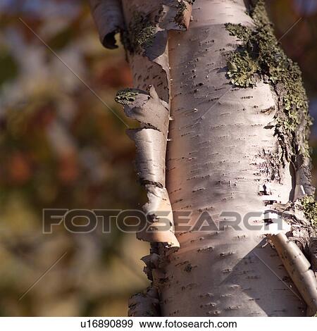 Closeup of Bark peeling off tree trunk View Large Photo Image Stock Photo - Closeup of Bark peeling off tree trunk. Fotosearch