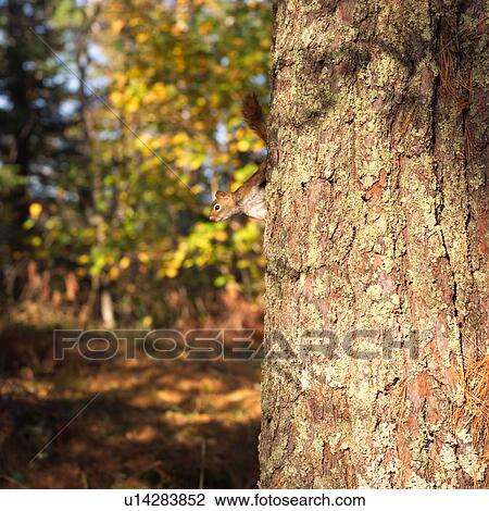 Closeup of squirrel on tree trunk in forest View Large Photo Image Stock Image - Closeup of squirrel on tree trunk in forest. Fotosearch
