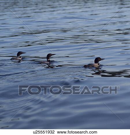 Ducks swimming in water View Large Photo Image Stock Image - Ducks swimming in water. Fotosearch