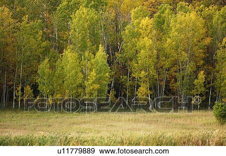 Stock Photo - Field and Forest Turning to Autumn Colors. Fotosearch