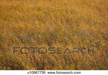 Field in Autumn Colors View Large Photo Image Stock Photo - Field in Autumn Colors. Fotosearch