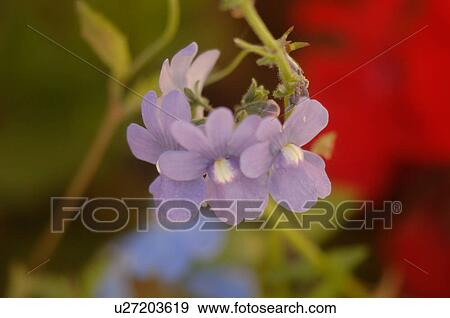 Flower View Large Photo Image Stock Photo - Flower. Fotosearch