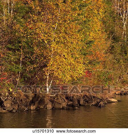Forest in autumn colours View Large Photo Image Stock Image - Forest in autumn colours. Fotosearch