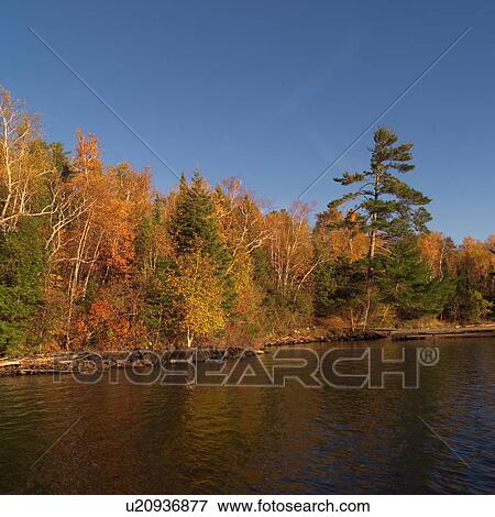 Forest in autumn colours View Large Photo Image Stock Photo - Forest in autumn colours. Fotosearch