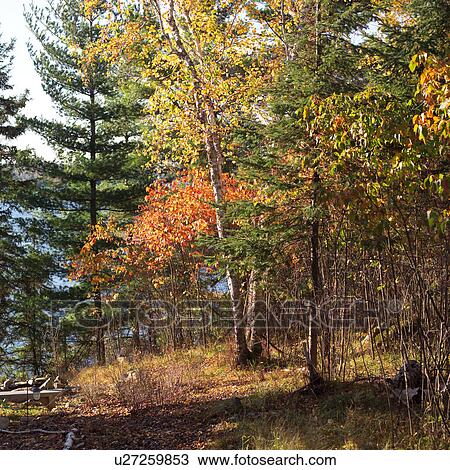 Forest in autumn foliage View Large Photo Image Stock Image - Forest in autumn foliage. Fotosearch
