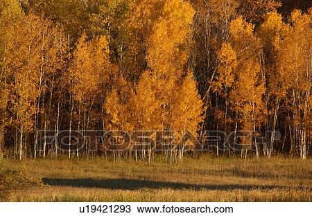 Golden Autumn Colors View Large Photo Image Stock Image - Golden Autumn Colors. Fotosearch