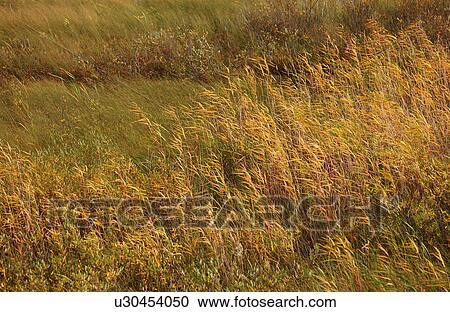 Stock Image - Grasslands in Autumn Colors. Fotosearch