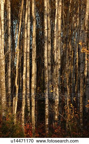 Grouping of Tree Trunks View Large Photo Image Stock Image - Grouping of Tree Trunks. Fotosearch