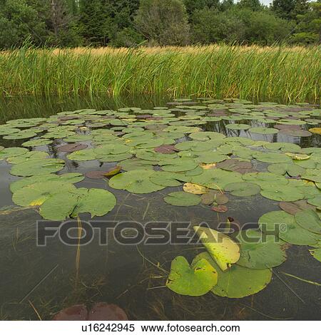 Lake of the woods - Ontario, Canada View Large Photo Image Stock Photography - Lake of the woods - Ontario, Canada. Fotosearch