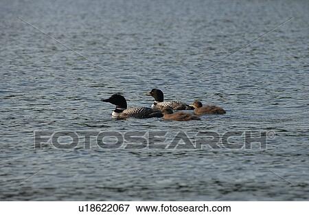 Lake Photography - Four ducks on the lake View Large Photo Image Stock Photo - Lake Photography - Four ducks on the lake. Fotosearch