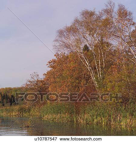 Lake shoreline in autumn colours View Large Photo Image Stock Photo - Lake shoreline in autumn colours. Fotosearch