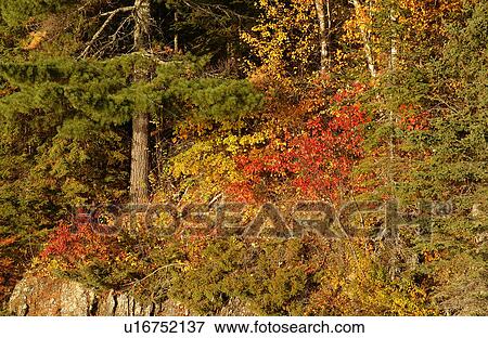 Leaves in Autumn Colors View Large Photo Image Stock Photo - Leaves in Autumn Colors. Fotosearch